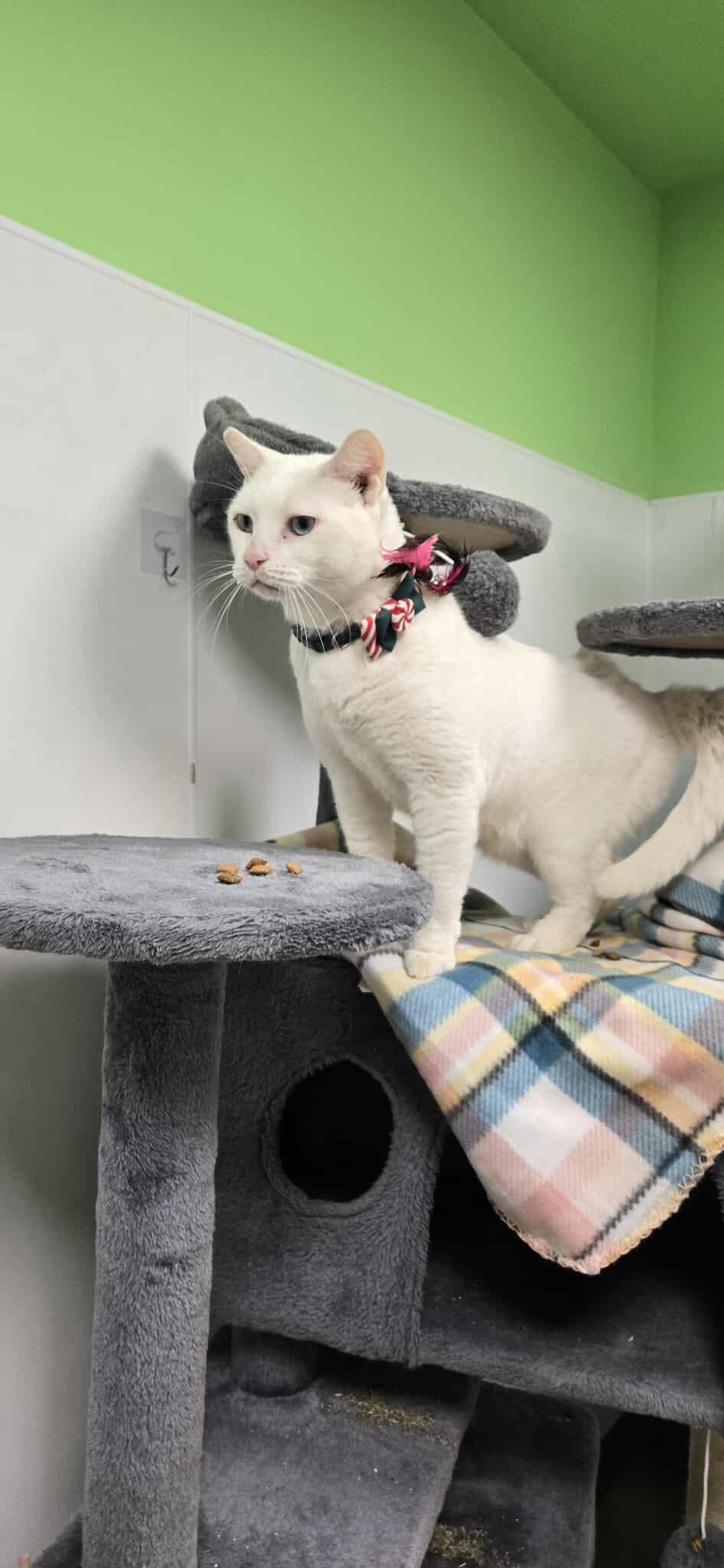 Sugar, a Adoptable Domestic Short Hair in Roslyn, WA image 3/5