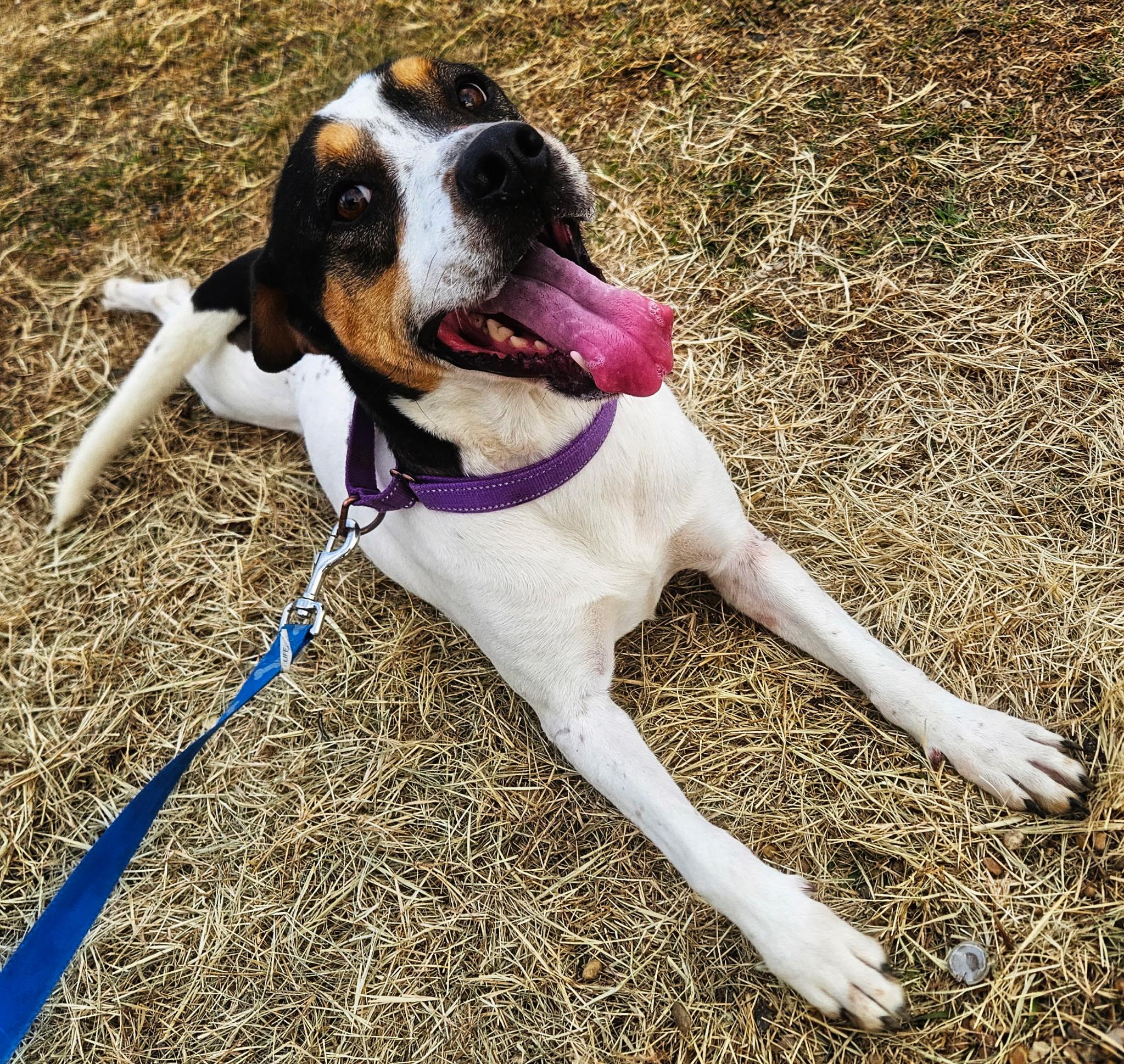 Enlarge Apple, a ADOPTABLE mixed breed in Dallas, TX image 2/3