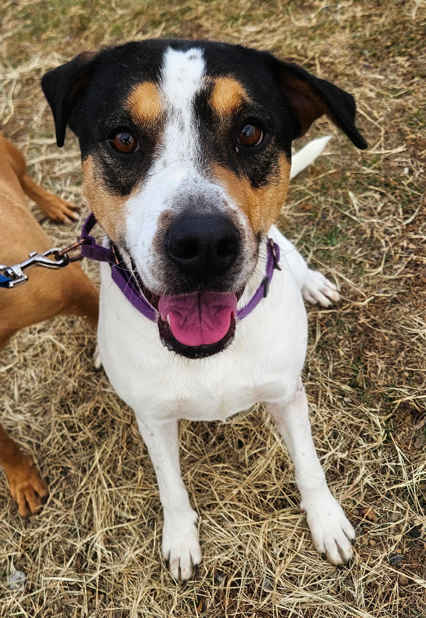 Enlarge Apple, a ADOPTABLE mixed breed in Dallas, TX image 1/3