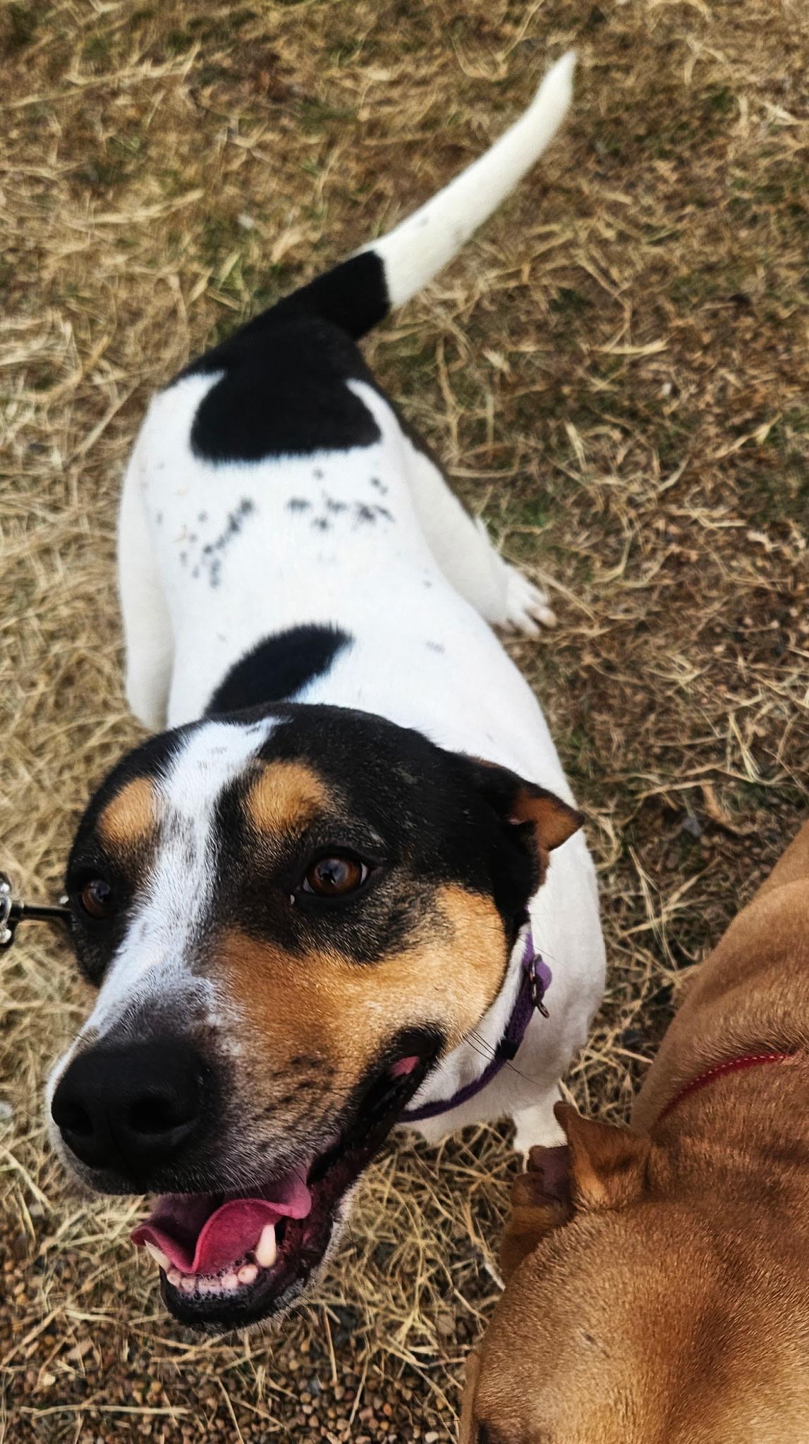 Enlarge Apple, a ADOPTABLE mixed breed in Dallas, TX image 3/3