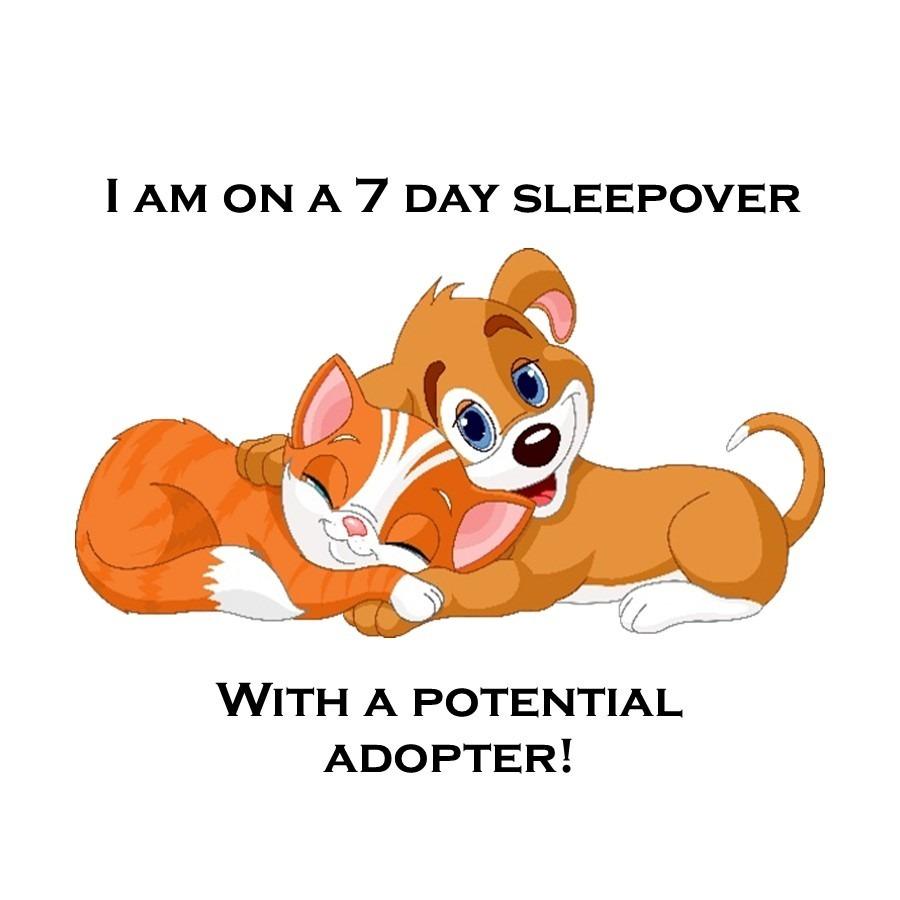 Coal C25-351, Adoptable, Kitten Male Domestic Short Hair.