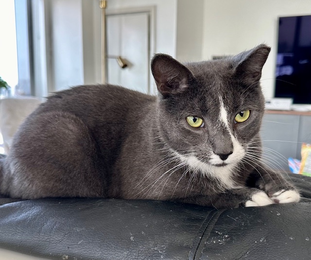 Enlarge Matisse, a Adoptable Domestic Short Hair in Dix Hills, NY image 4/5