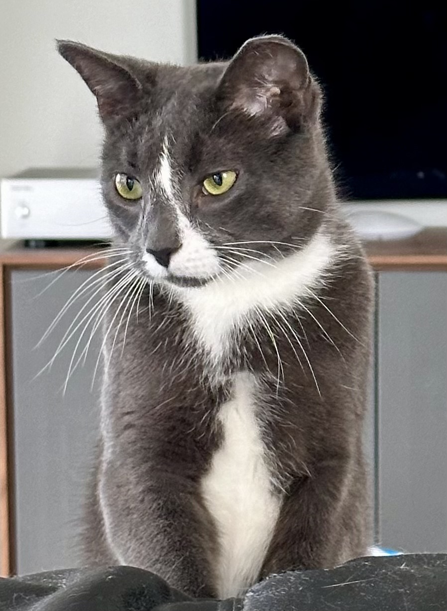 Enlarge Matisse, a Adoptable Domestic Short Hair in Dix Hills, NY image 3/5