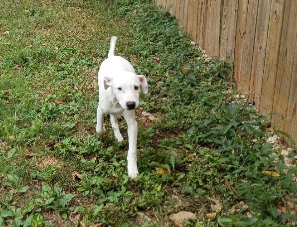 Adam, Adoptable, Puppy Male Mixed Breed.