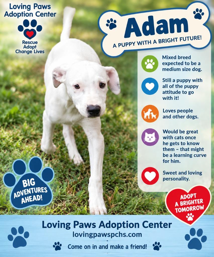 Enlarge Adam, a Adoptable Mixed Breed in Crocker, MO image 2/2