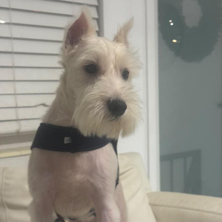 Enlarge Dante, a Adoptable Miniature Schnauzer in Miami, FL image 1/5