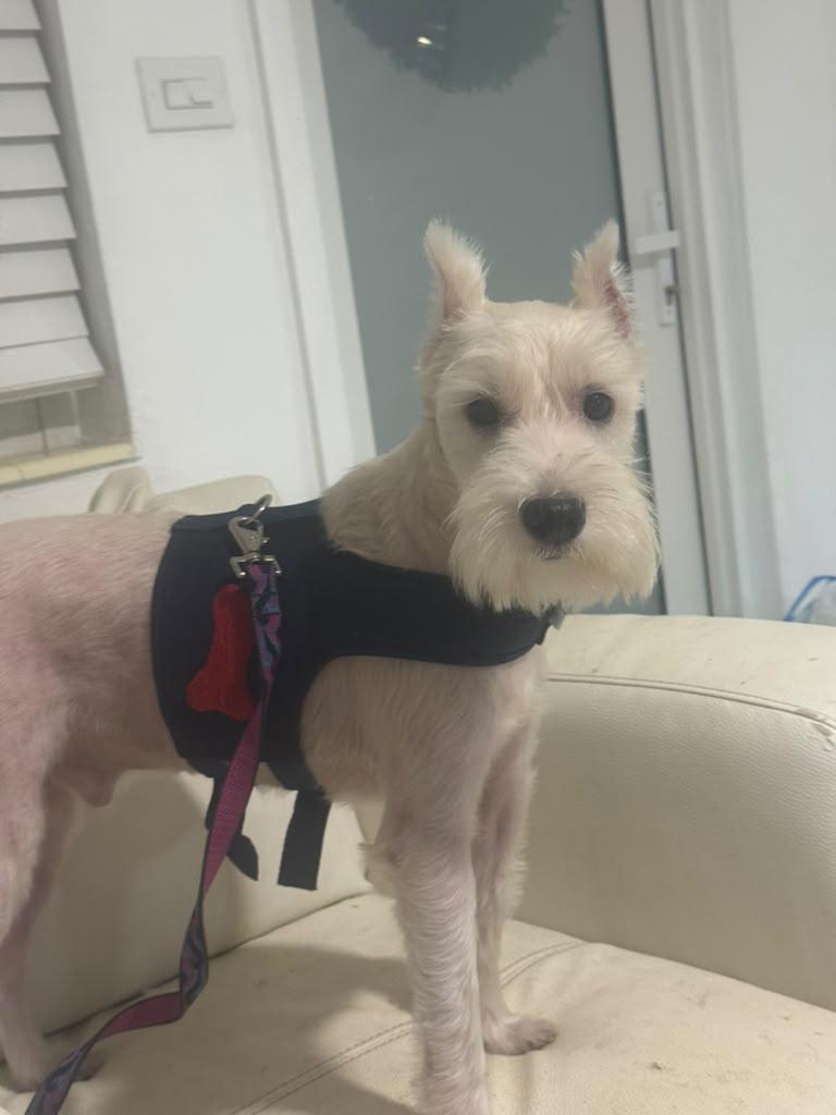 Enlarge Dante, a Adoptable Miniature Schnauzer in Miami, FL image 4/5