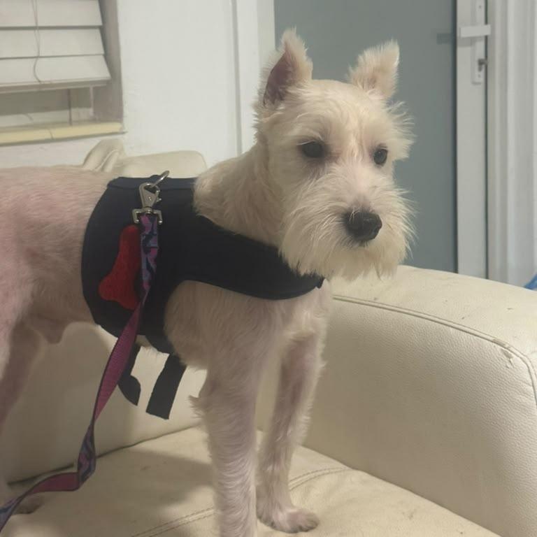 Enlarge Dante, a Adoptable Miniature Schnauzer in Miami, FL image 2/5
