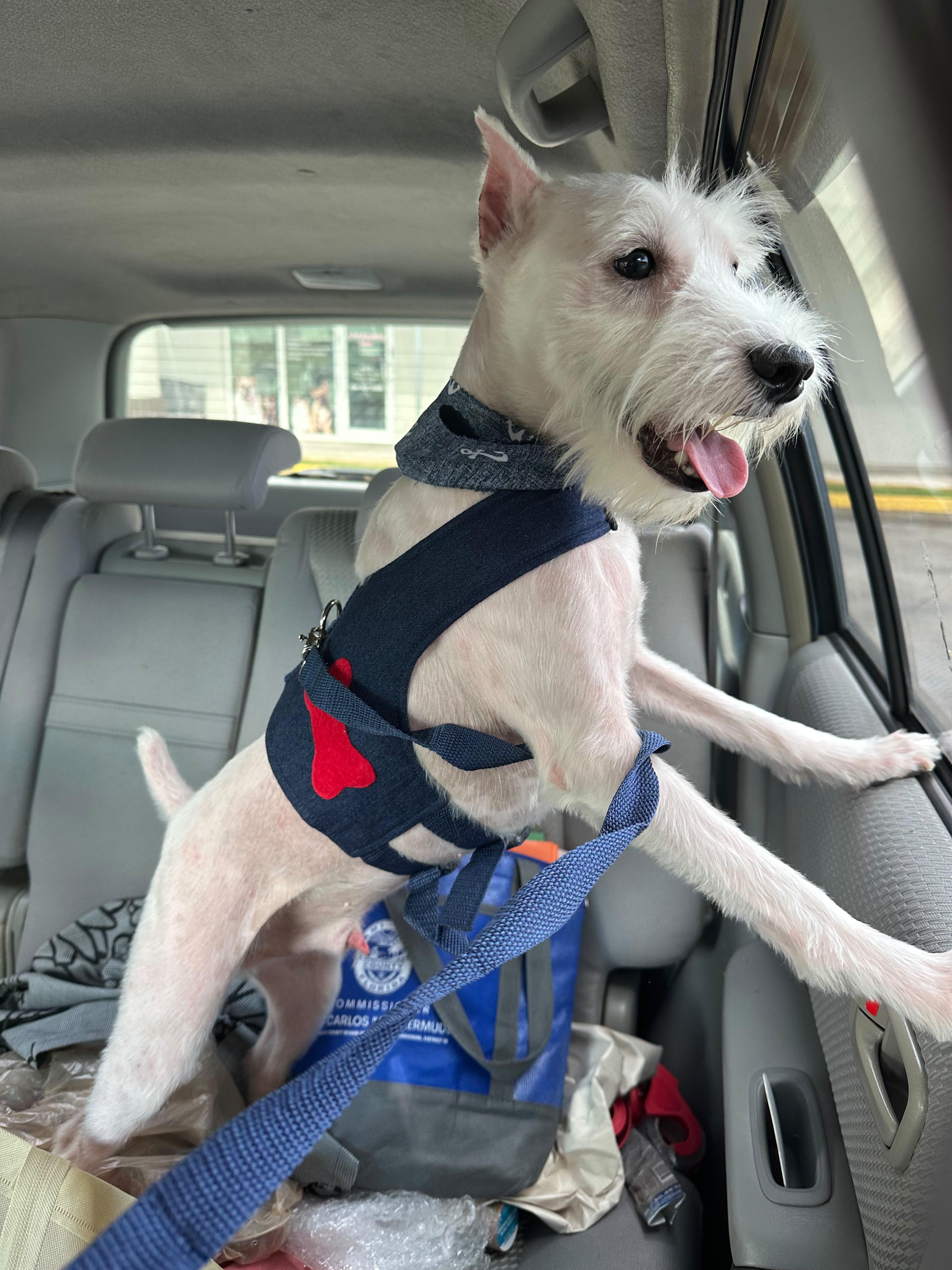 Enlarge Dante, a Adoptable Miniature Schnauzer in Miami, FL image 5/5