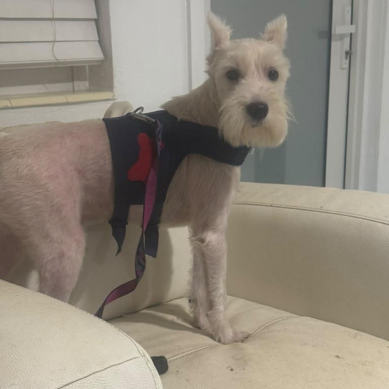 Enlarge Dante, a Adoptable Miniature Schnauzer in Miami, FL image 3/5