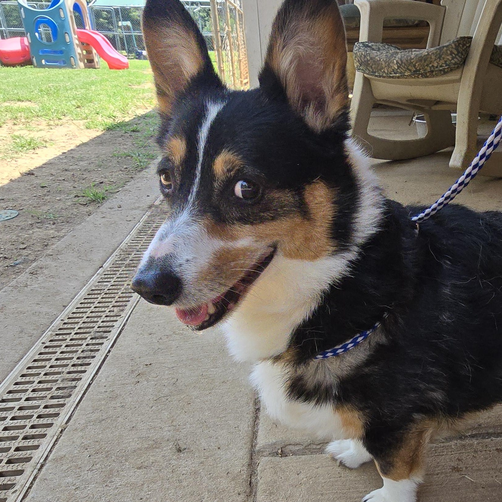 Pembroke Welsh Corgis for Adoption in Magee, Mississippi | Petfinder