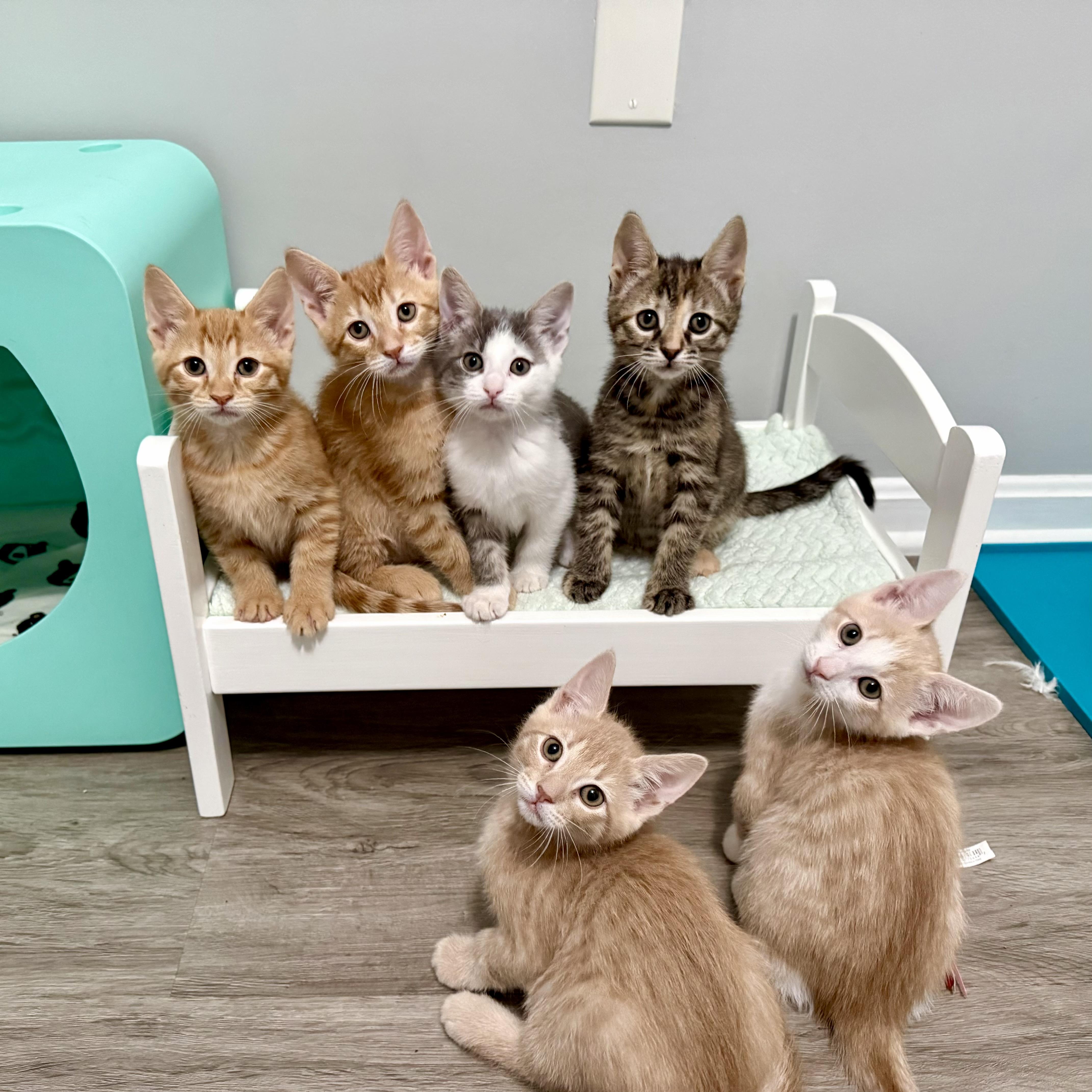 Enlarge Moonchild, an adopted Domestic Short Hair in Alexandria, VA image 5/5