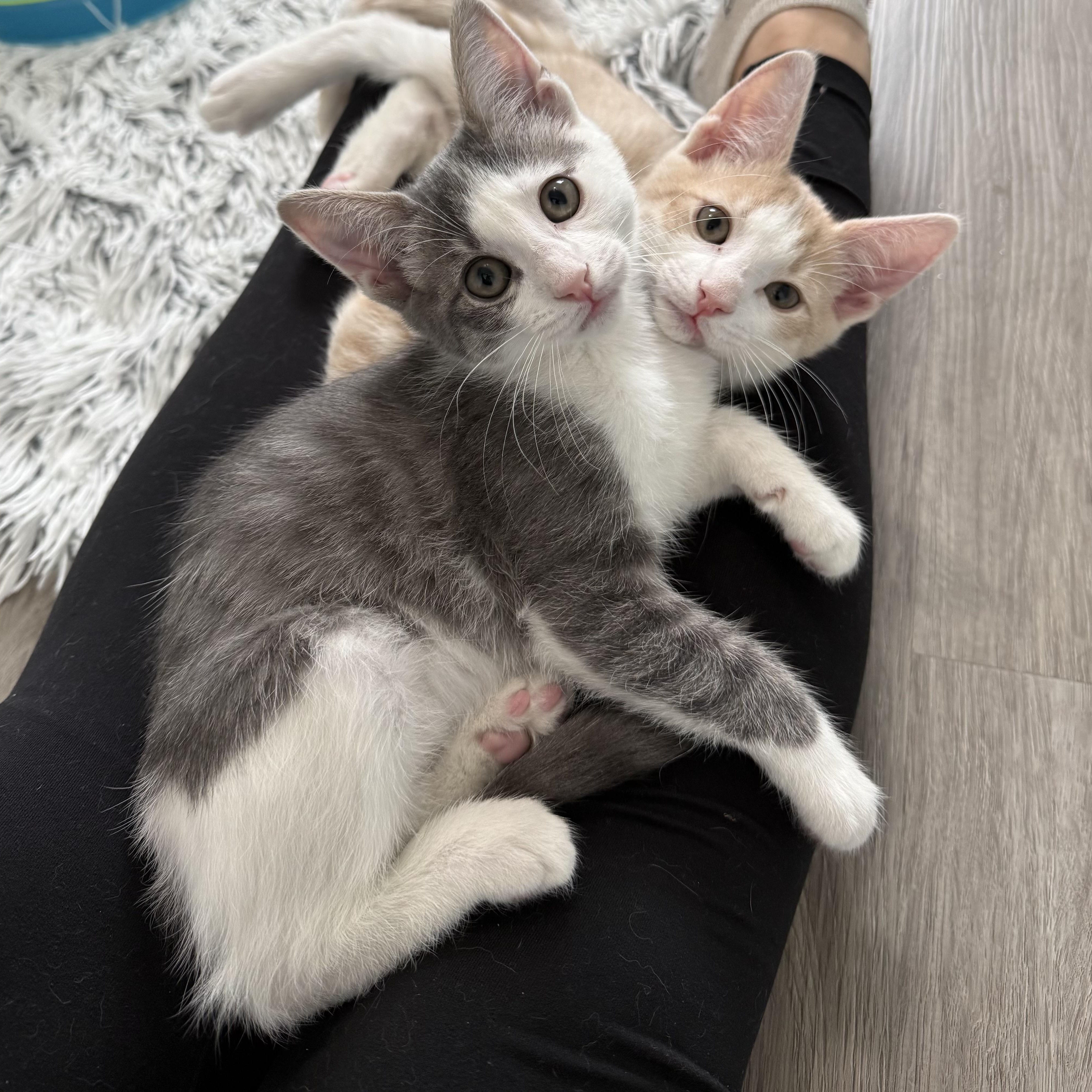 Enlarge Moonchild, an adopted Domestic Short Hair in Alexandria, VA image 2/5