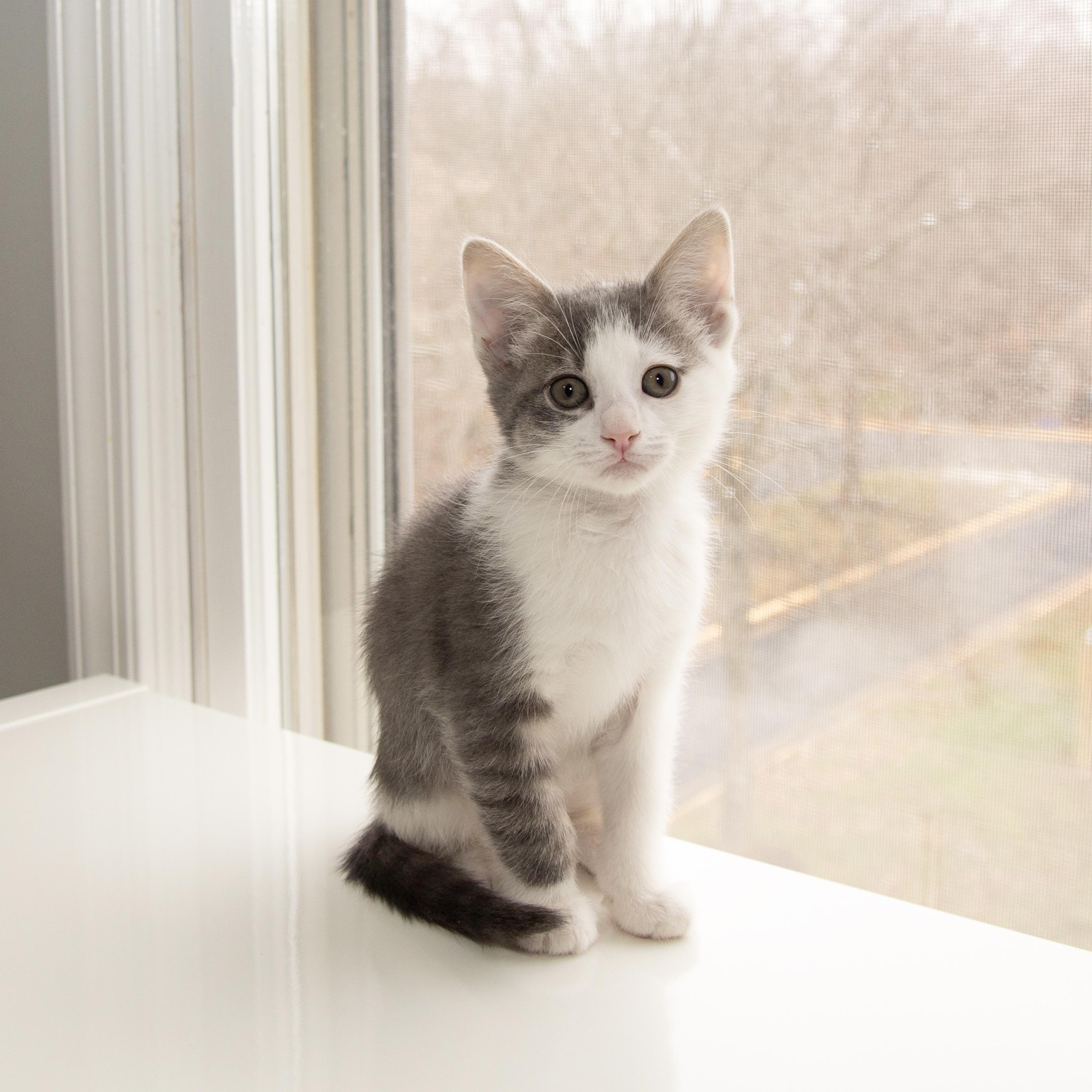 Enlarge Moonchild, an adopted Domestic Short Hair in Alexandria, VA image 3/5