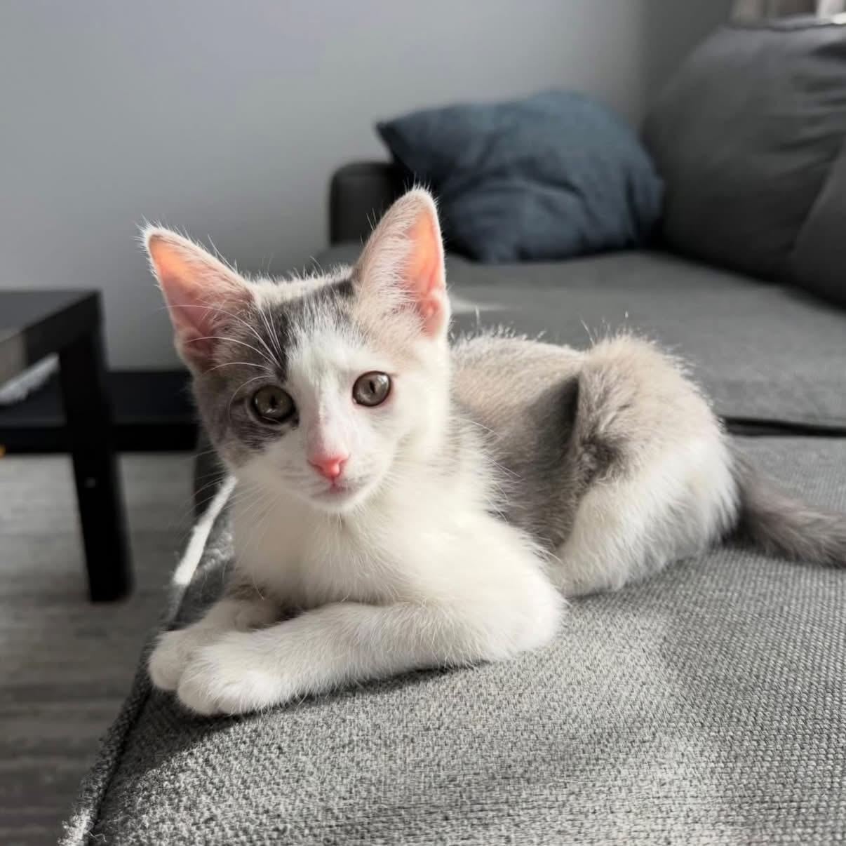 Enlarge Moonchild, an adopted Domestic Short Hair in Alexandria, VA image 1/5