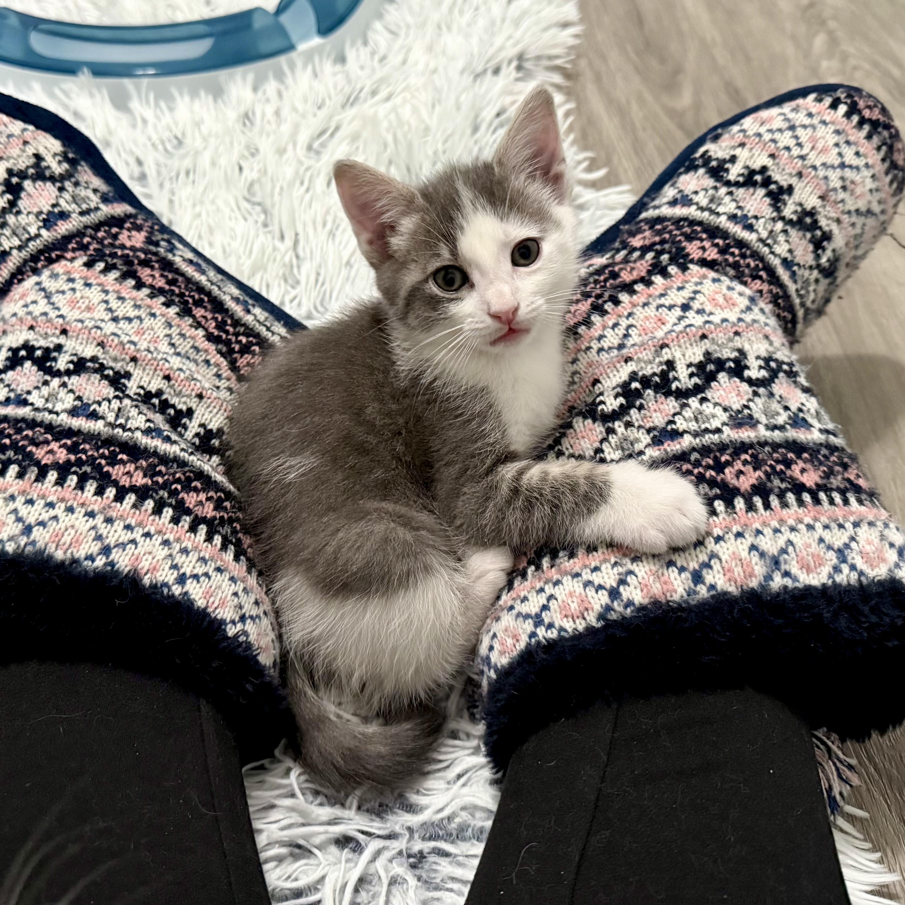 Enlarge Moonchild, an adopted Domestic Short Hair in Alexandria, VA image 4/5