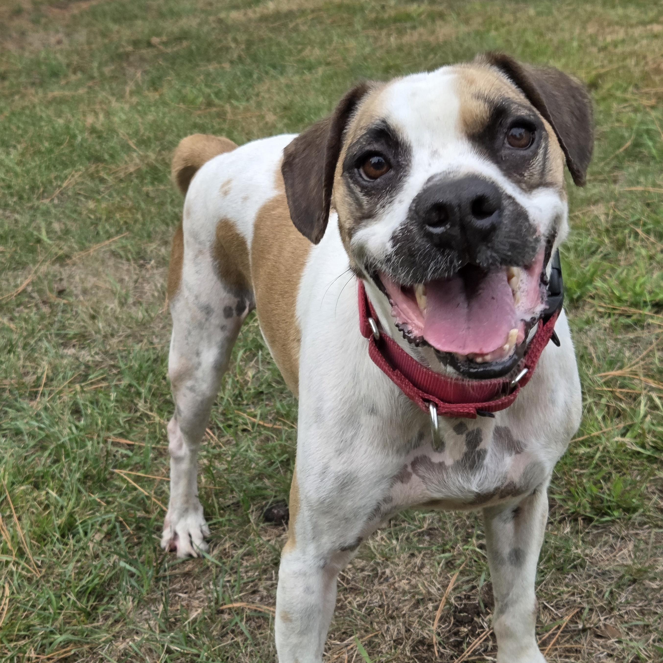 Enlarge Tanker, a Adoptable mixed breed in Park Rapids, MN image 2/4