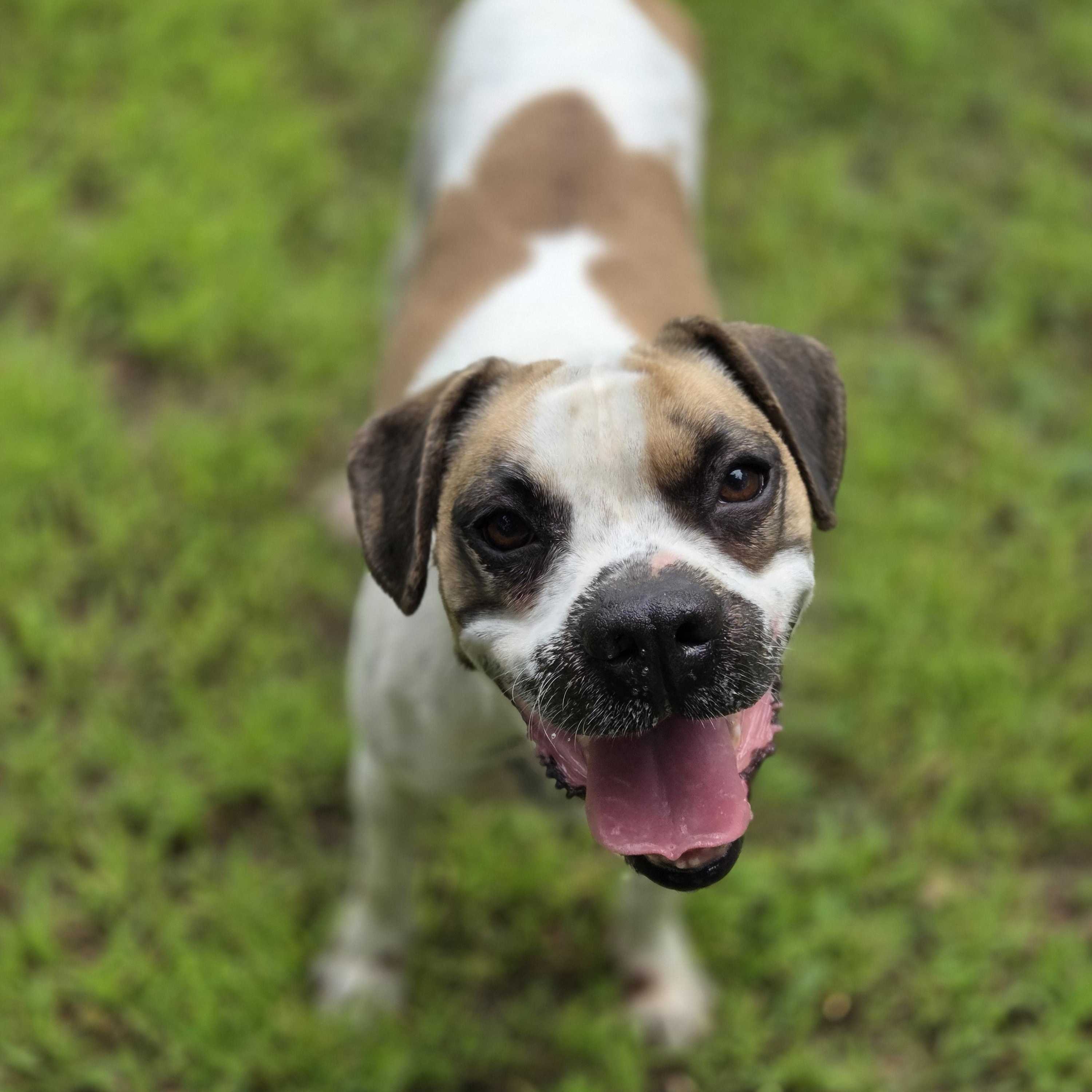 Tanker, Adoptable, Adult Male Boxer & Beagle.