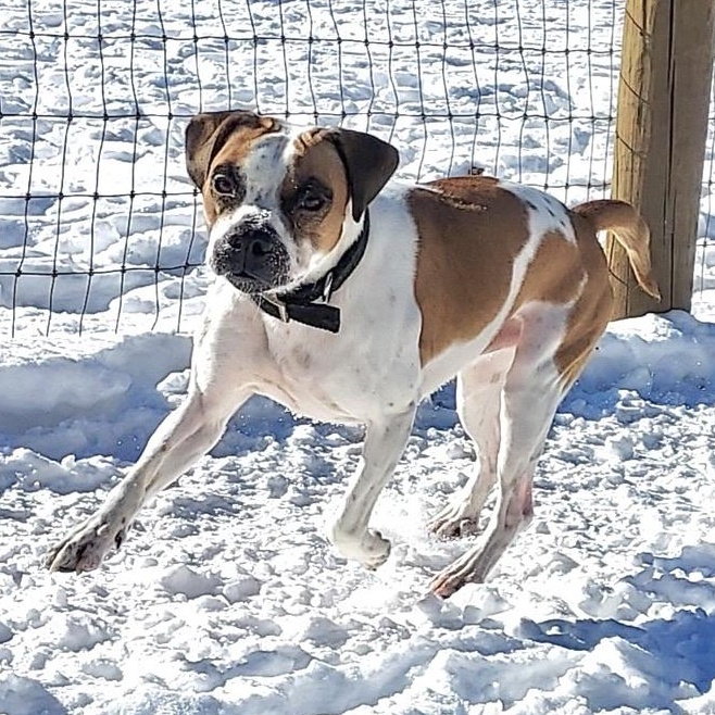 Tanker, an adoptable Boxer, Beagle in Park Rapids, MN, 56470 | Photo Image 2