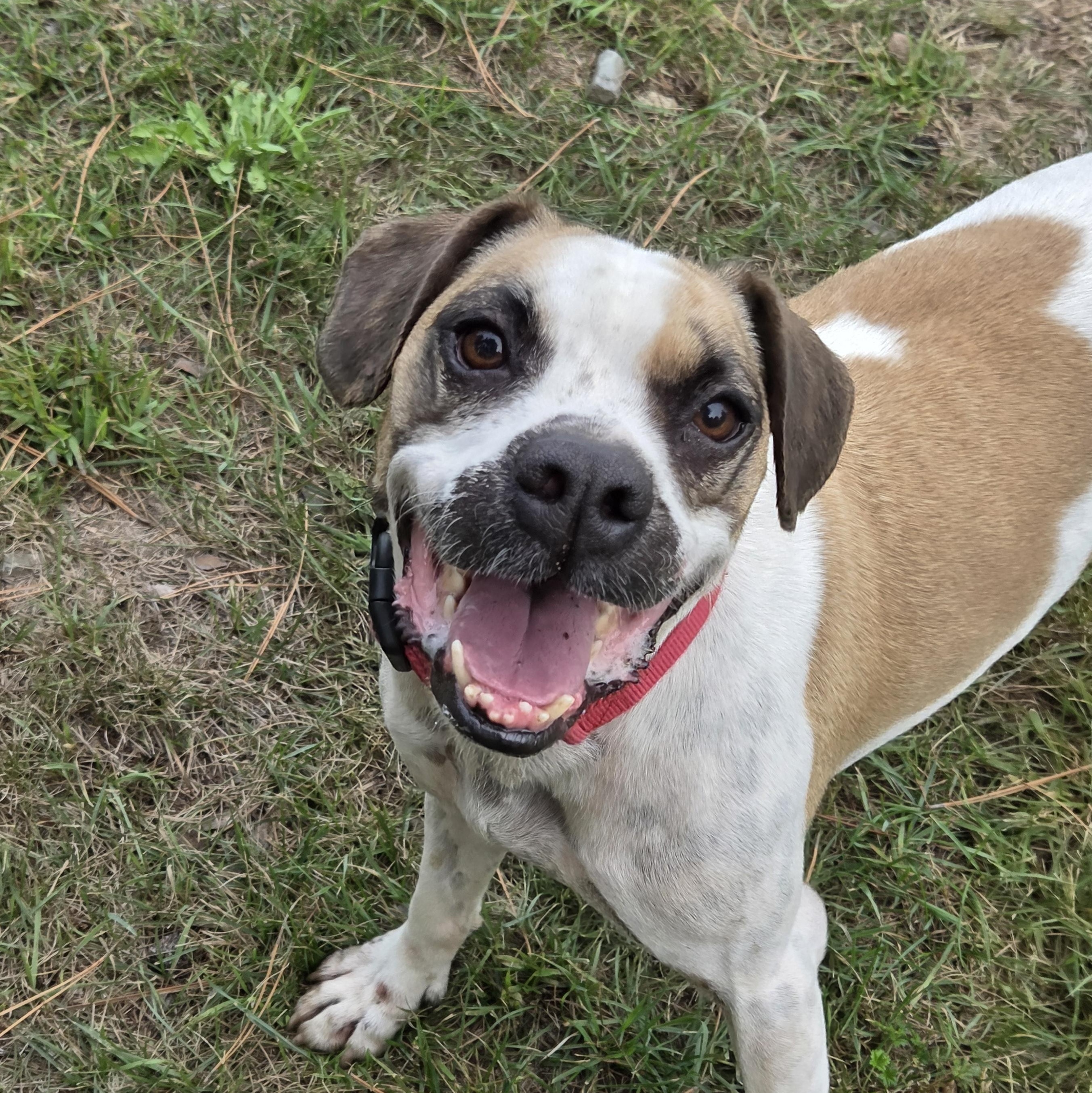Tanker, Adoptable, Adult Male Boxer & Beagle.