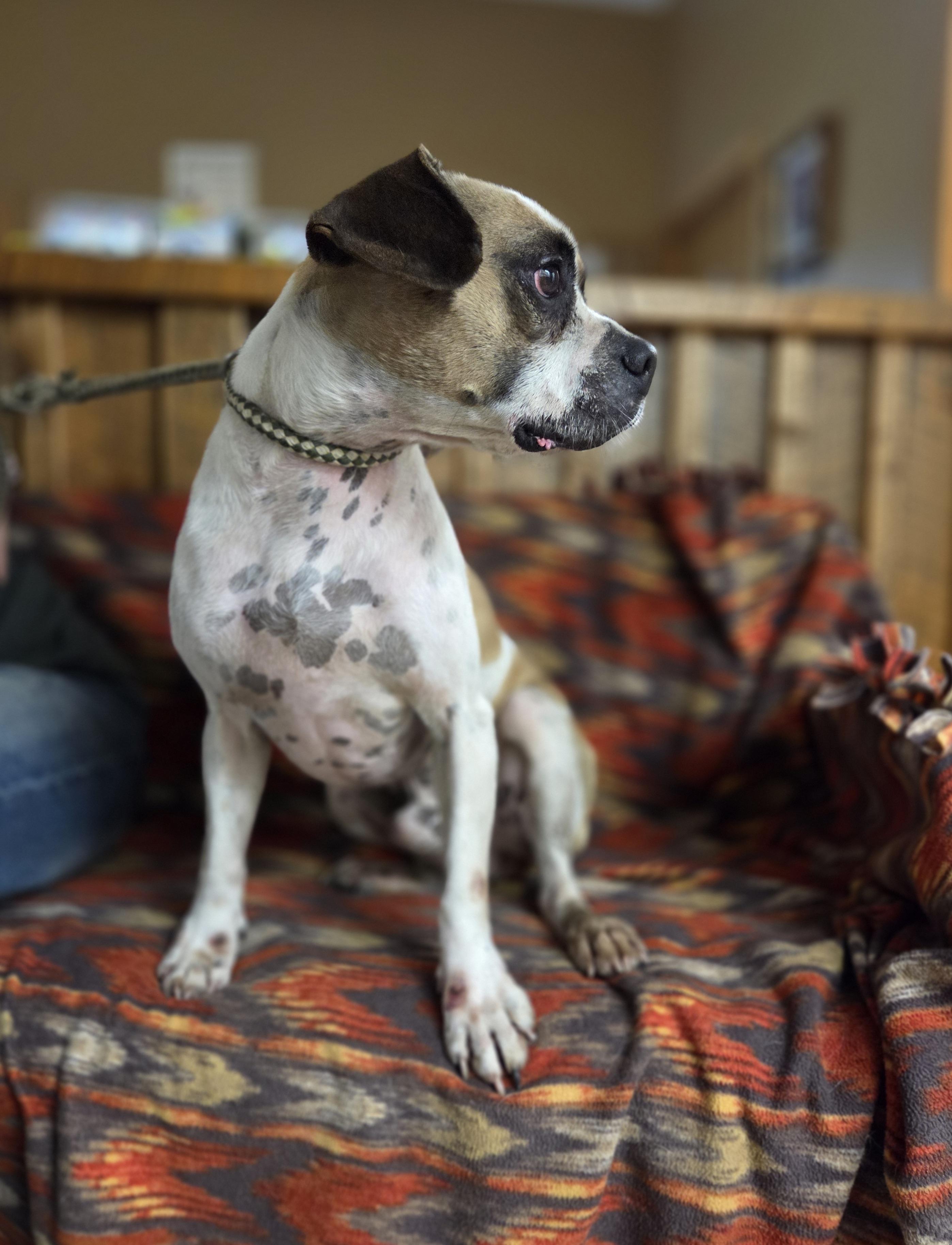 Tanker, Adoptable, Adult Male Boxer & Beagle.