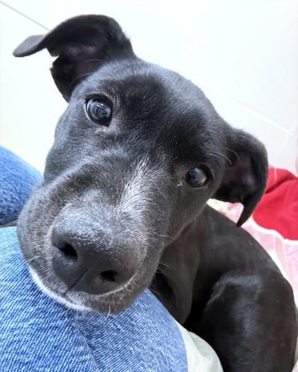 Aspen, Adoptable, Puppy Male Terrier & Cattle Dog.