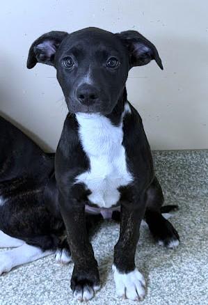 Enlarge Aspen, a Adoptable mixed breed in Washington, DC image 2/3