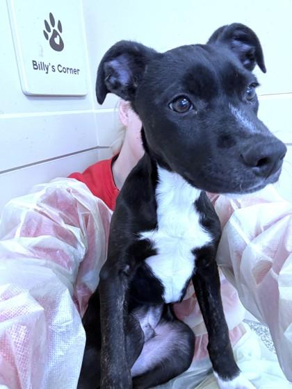 Enlarge Aspen, a Adoptable mixed breed in Washington, DC image 3/3