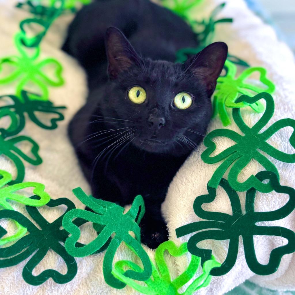 Luna, Adoptable, Kitten Female Domestic Short Hair.