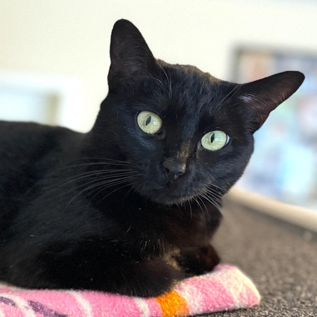 Luna, Adoptable, Young Female Domestic Short Hair.