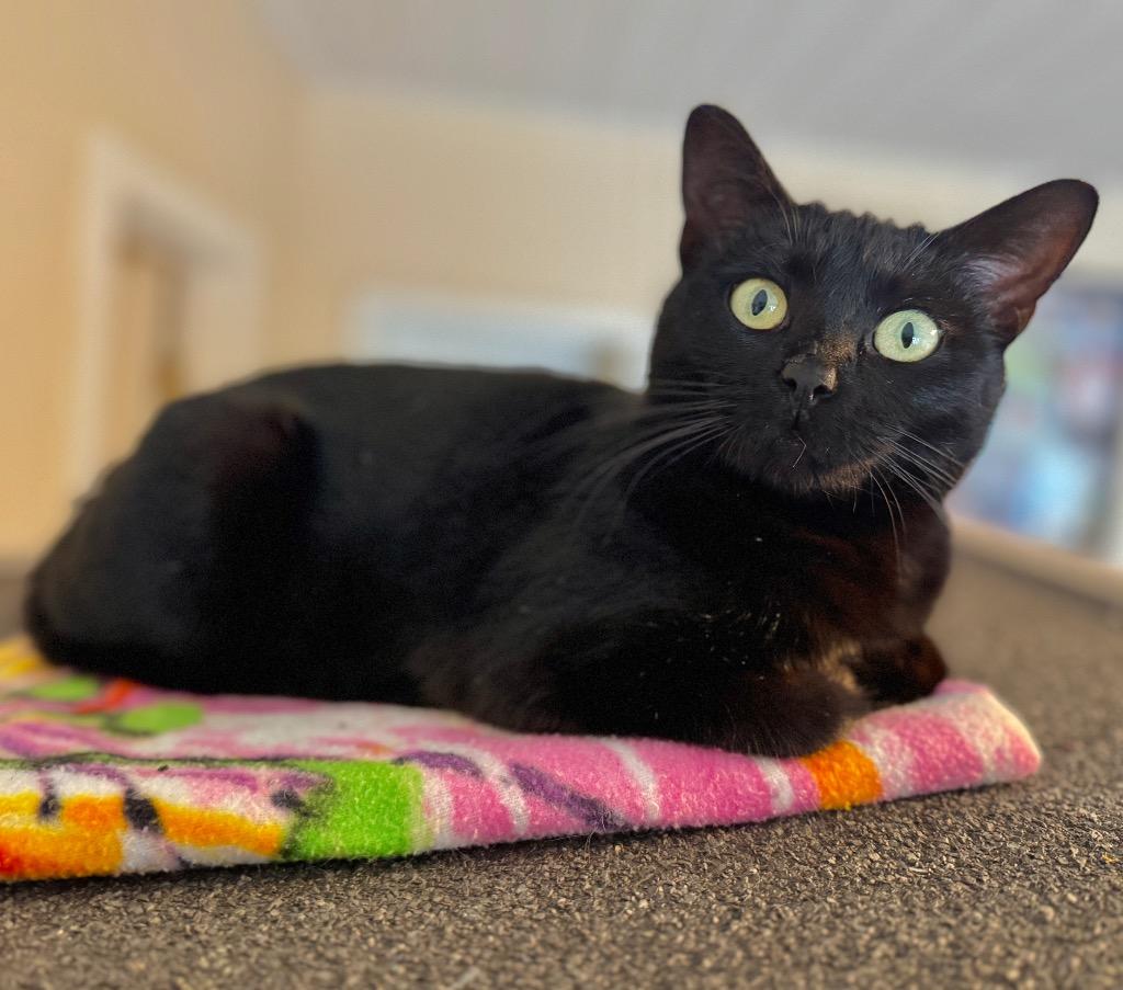 Enlarge Luna, a Adoptable mixed breed in Cambria, CA image 2/6