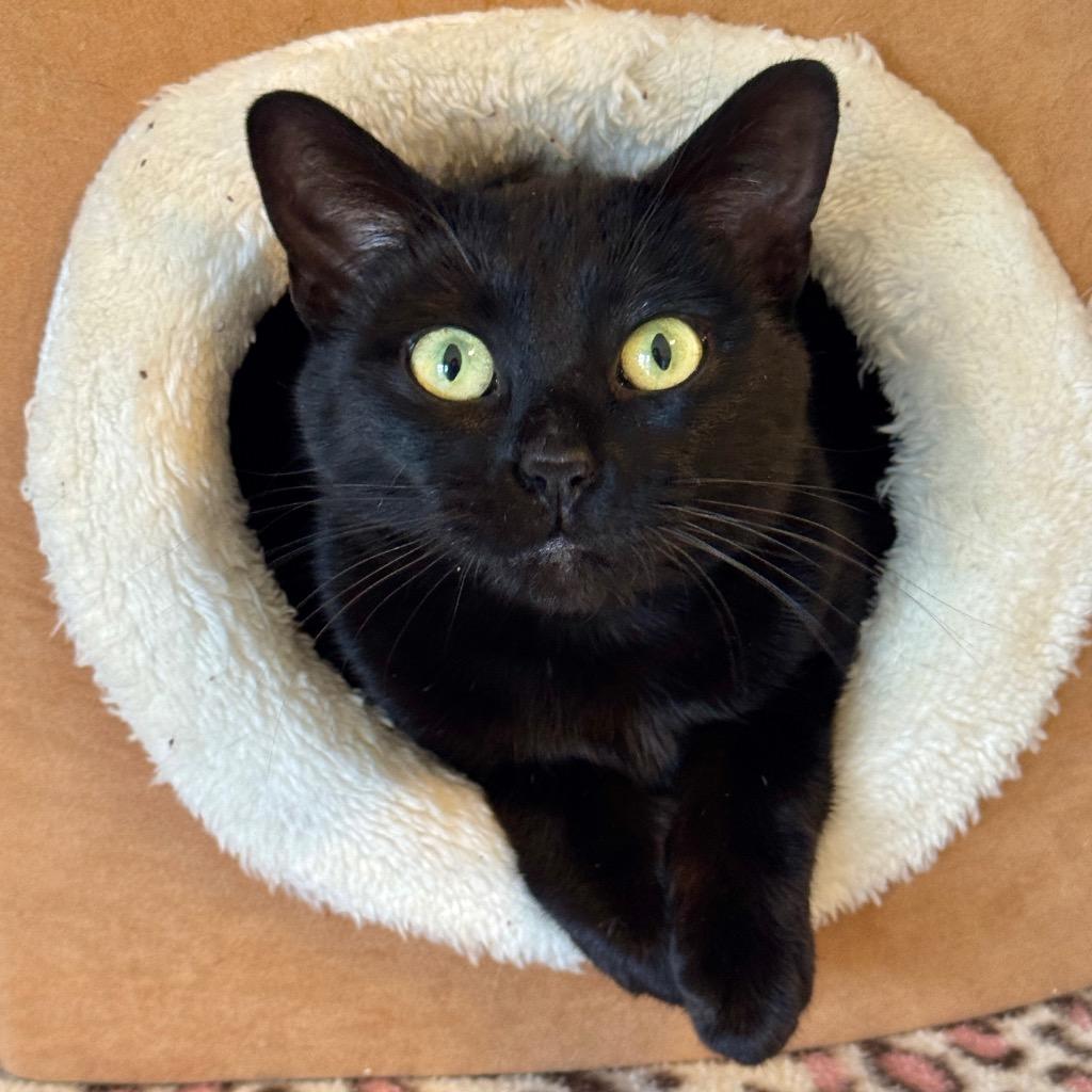 Enlarge Luna, a Adoptable mixed breed in Cambria, CA image 3/6