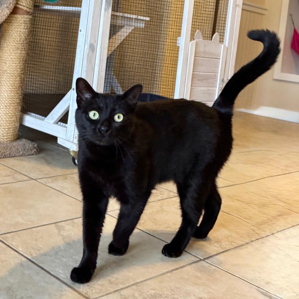 Enlarge Luna, a Adoptable mixed breed in Cambria, CA image 4/6