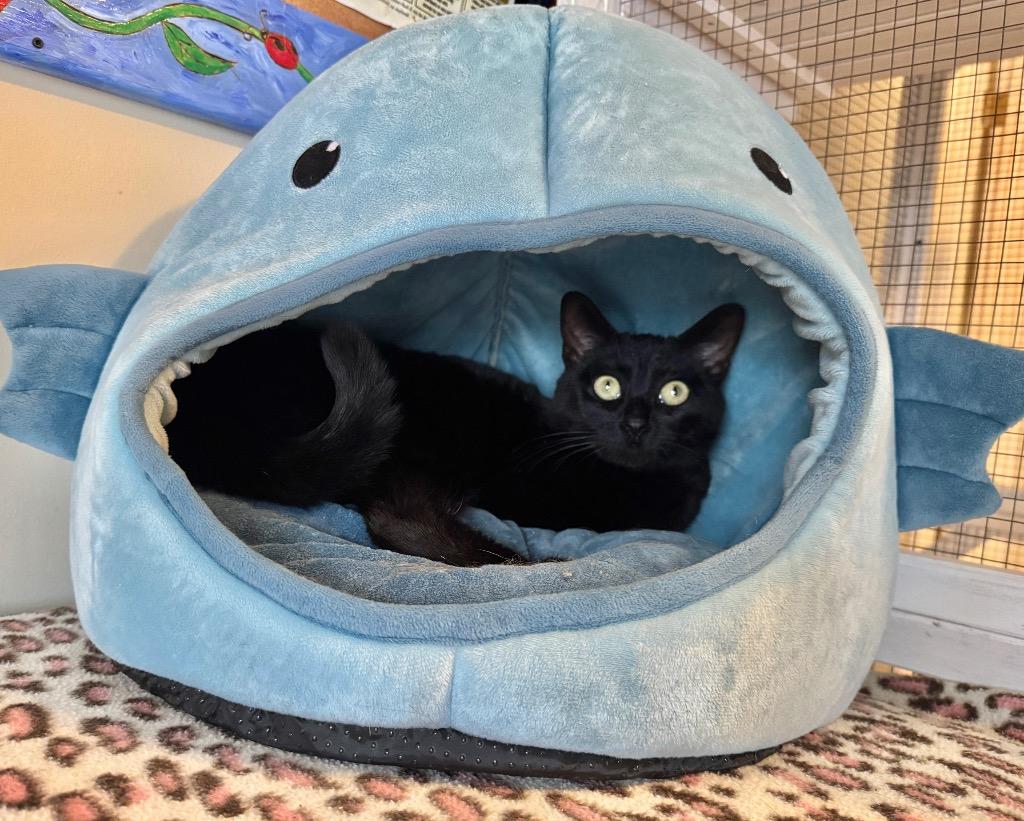 Enlarge Luna, a Adoptable mixed breed in Cambria, CA image 5/6