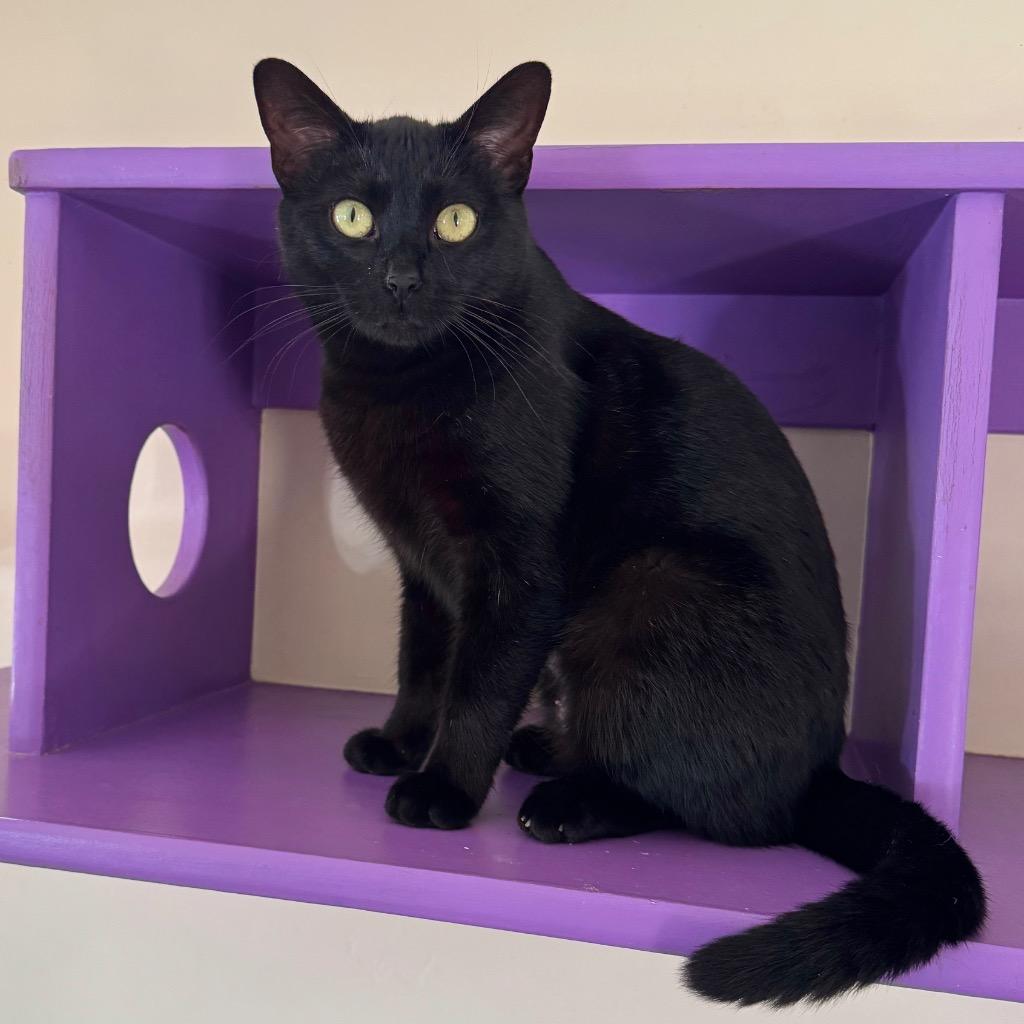 Enlarge Luna, a Adoptable mixed breed in Cambria, CA image 3/6