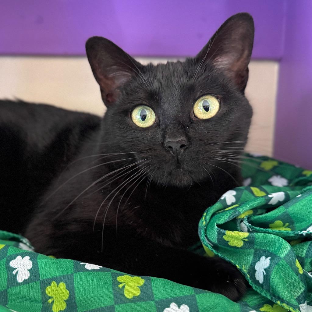 Enlarge Luna, a Adoptable mixed breed in Cambria, CA image 4/6