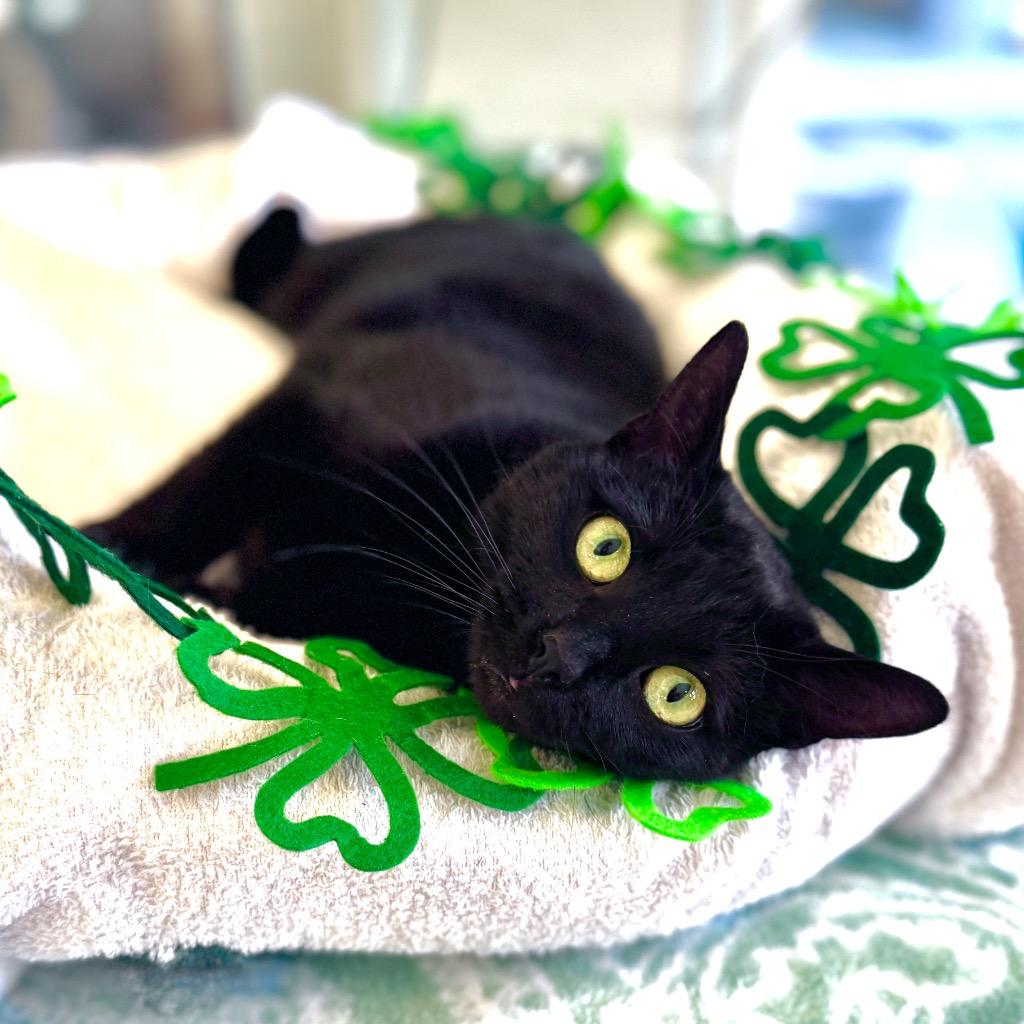 Enlarge Luna, a Adoptable mixed breed in Cambria, CA image 6/6