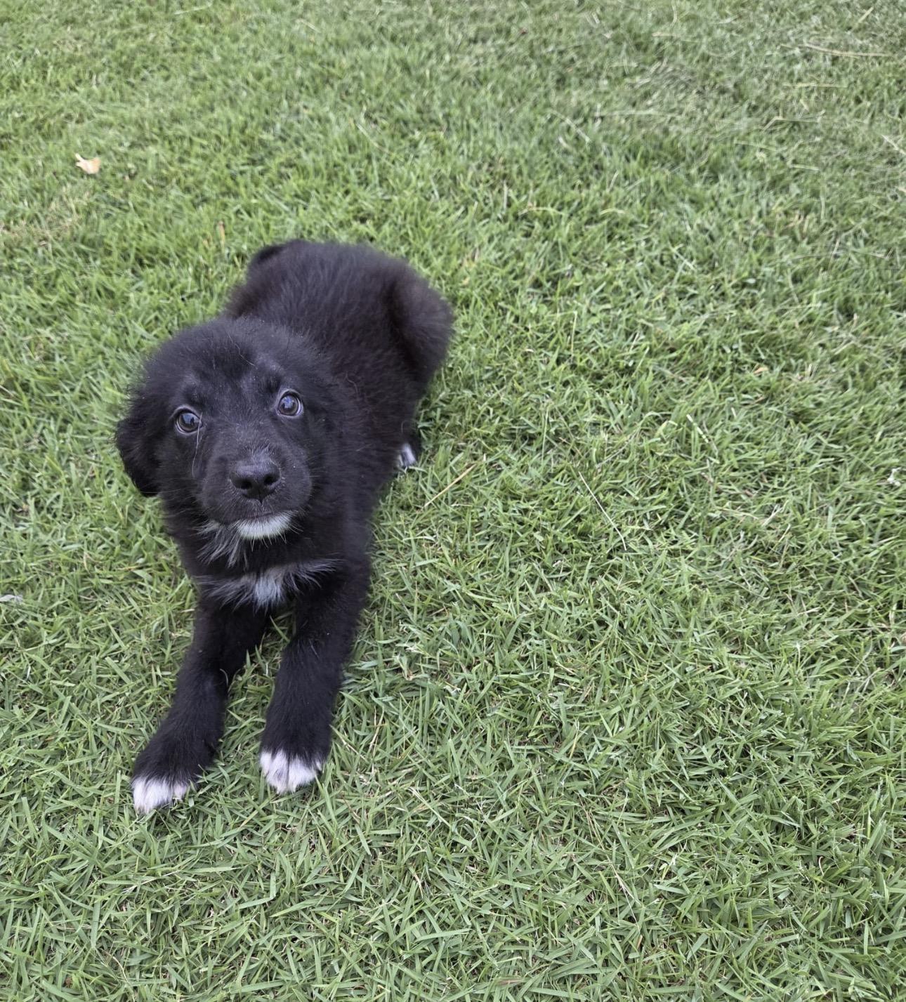 KALEB, an adopted mixed breed in New York, NY image 3/5