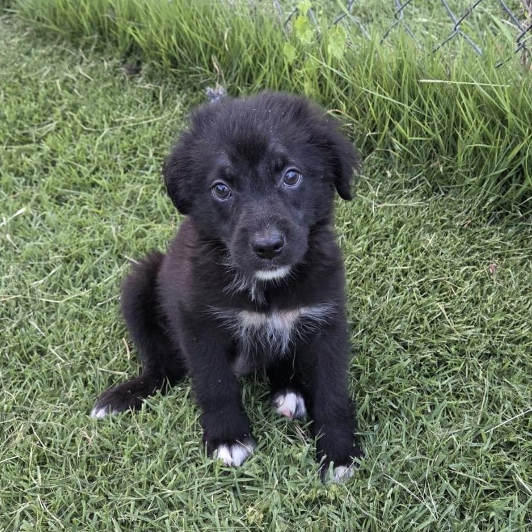 KALEB, adopted, Puppy Male Golden Retriever & Mixed Breed.