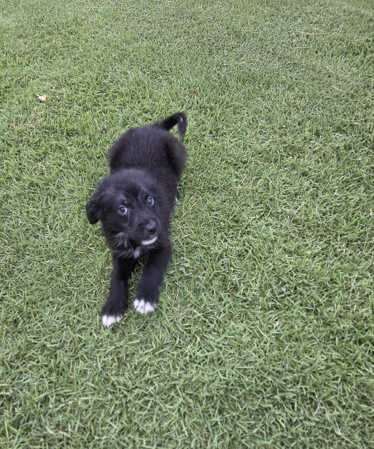 KALEB, an adopted mixed breed in New York, NY image 2/5