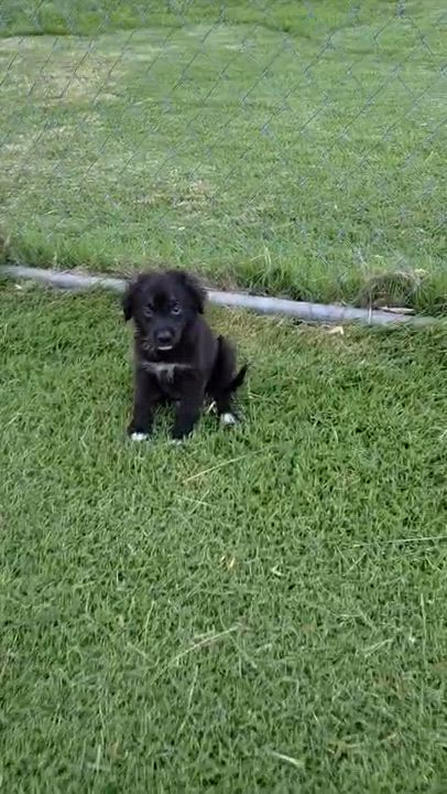 Enlarge KALEB, an adopted mixed breed in New York, NY video 5/5