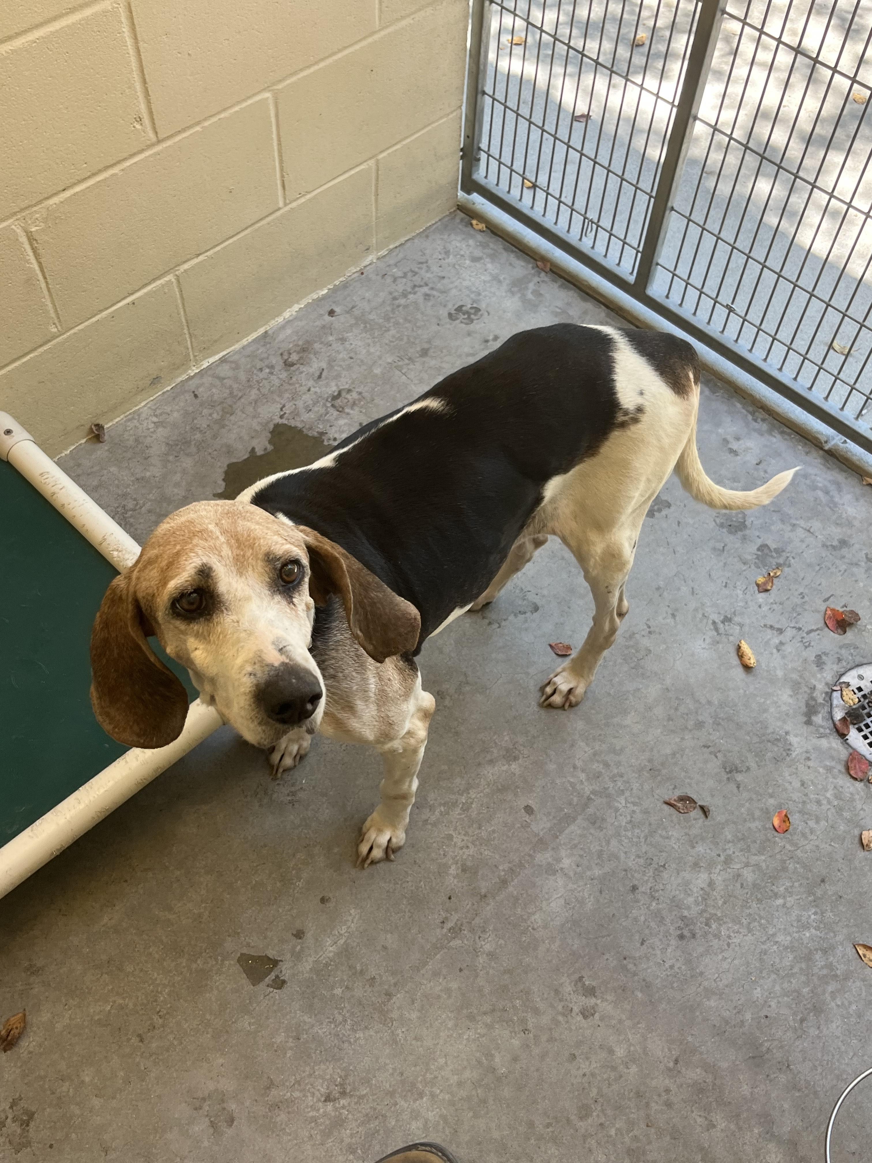 Vintage FCD#1051, Adoptable, Senior Female Beagle.