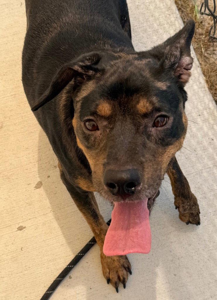 Enlarge 26-340 Vanna, a Adoptable Labrador Retriever in Tarboro, NC image 1/3