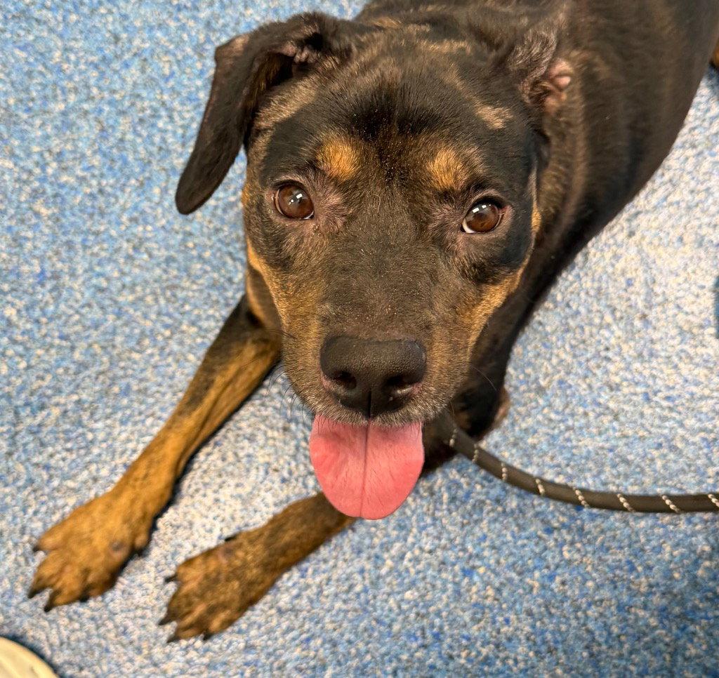 Enlarge 26-340 Vanna, a Adoptable Labrador Retriever in Tarboro, NC image 3/3