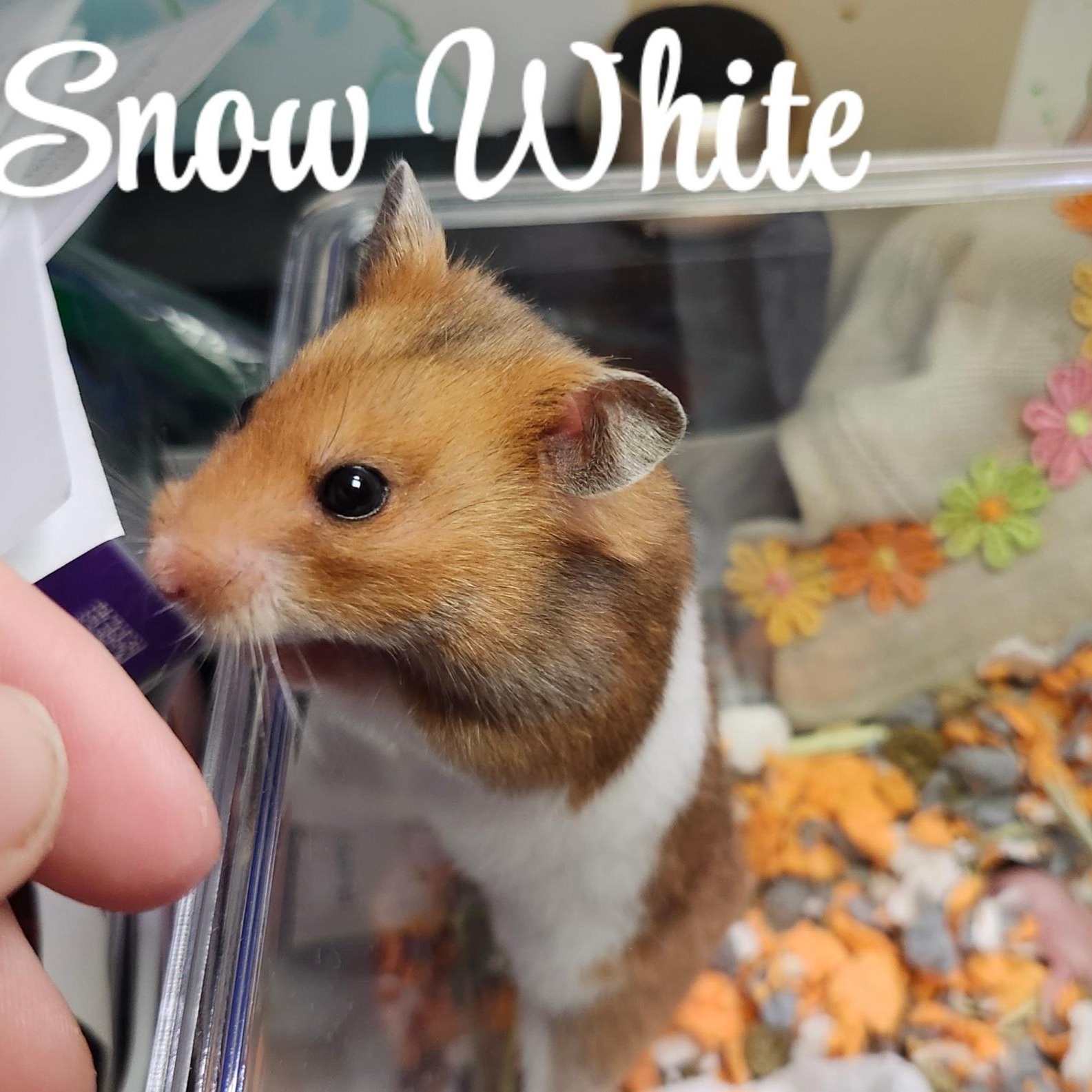 Enlarge Snow White, a Adoption Pending Hamster in West Chester, OH image 1/2
