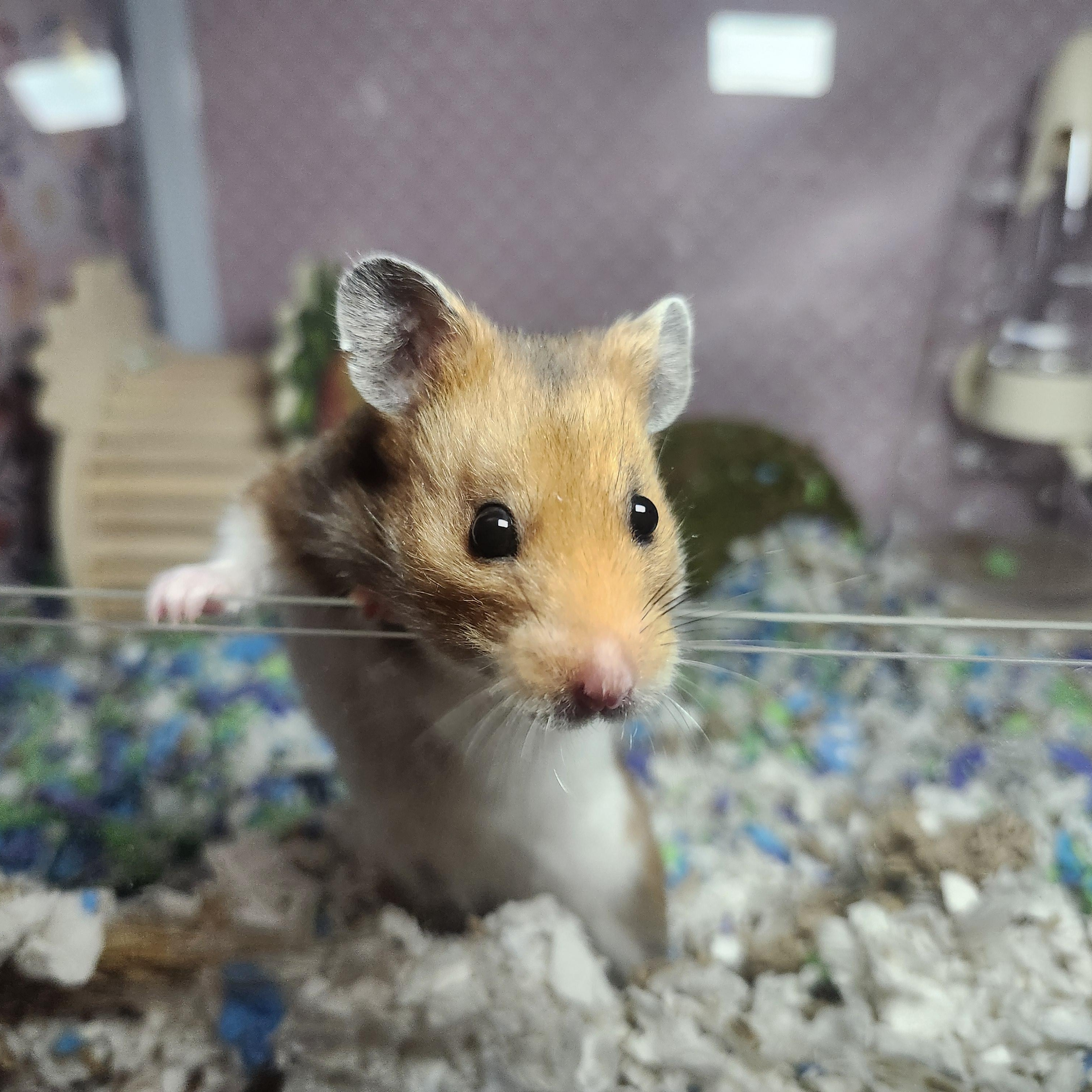 Enlarge Snow White, a Adoption Pending Hamster in West Chester, OH image 2/2
