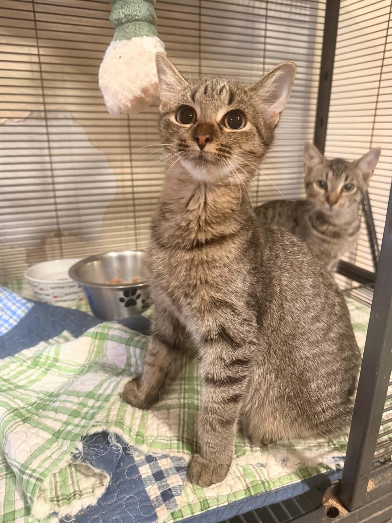 Lily, Adoptable, Young Female Domestic Short Hair.