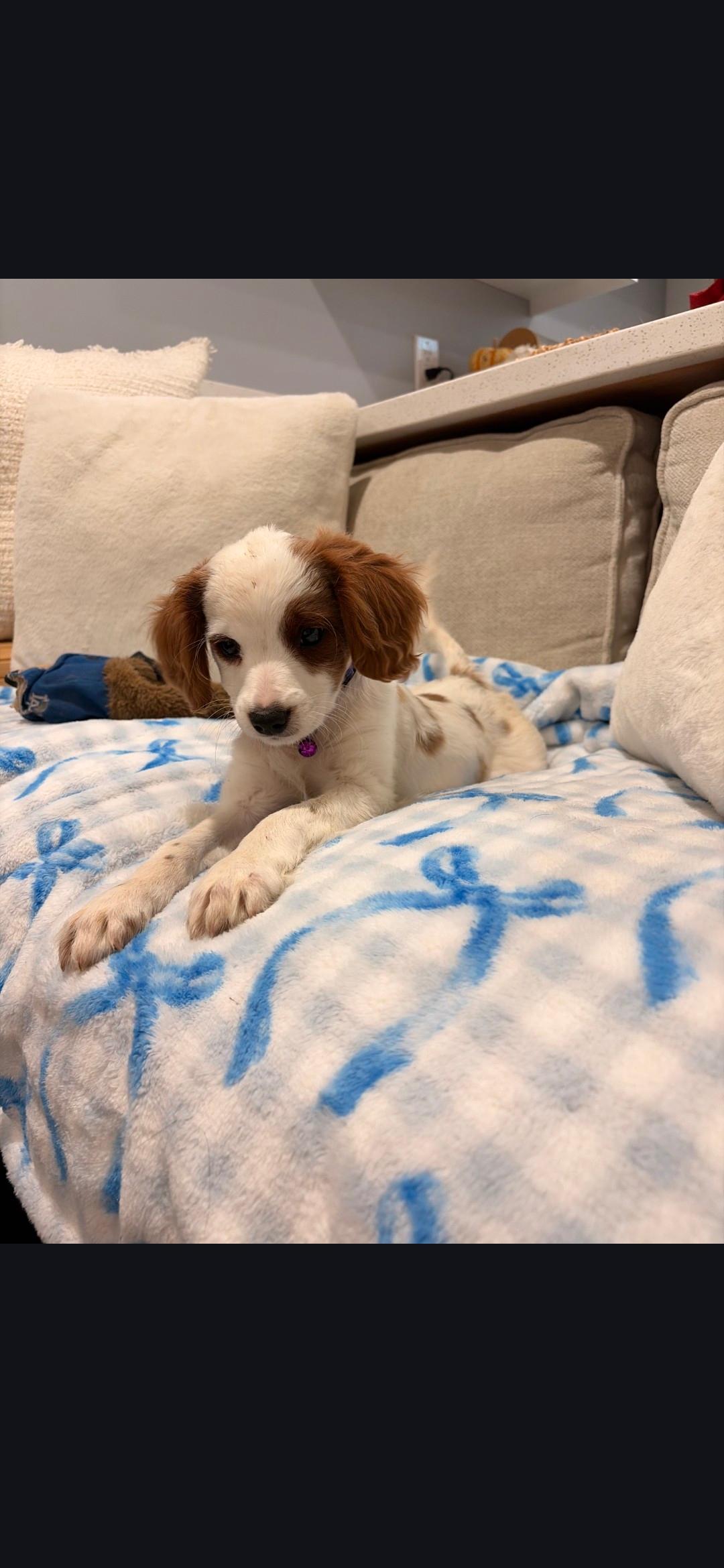 Enlarge Ernie, an adopted Cavapoo in Torrance, CA image 3/4