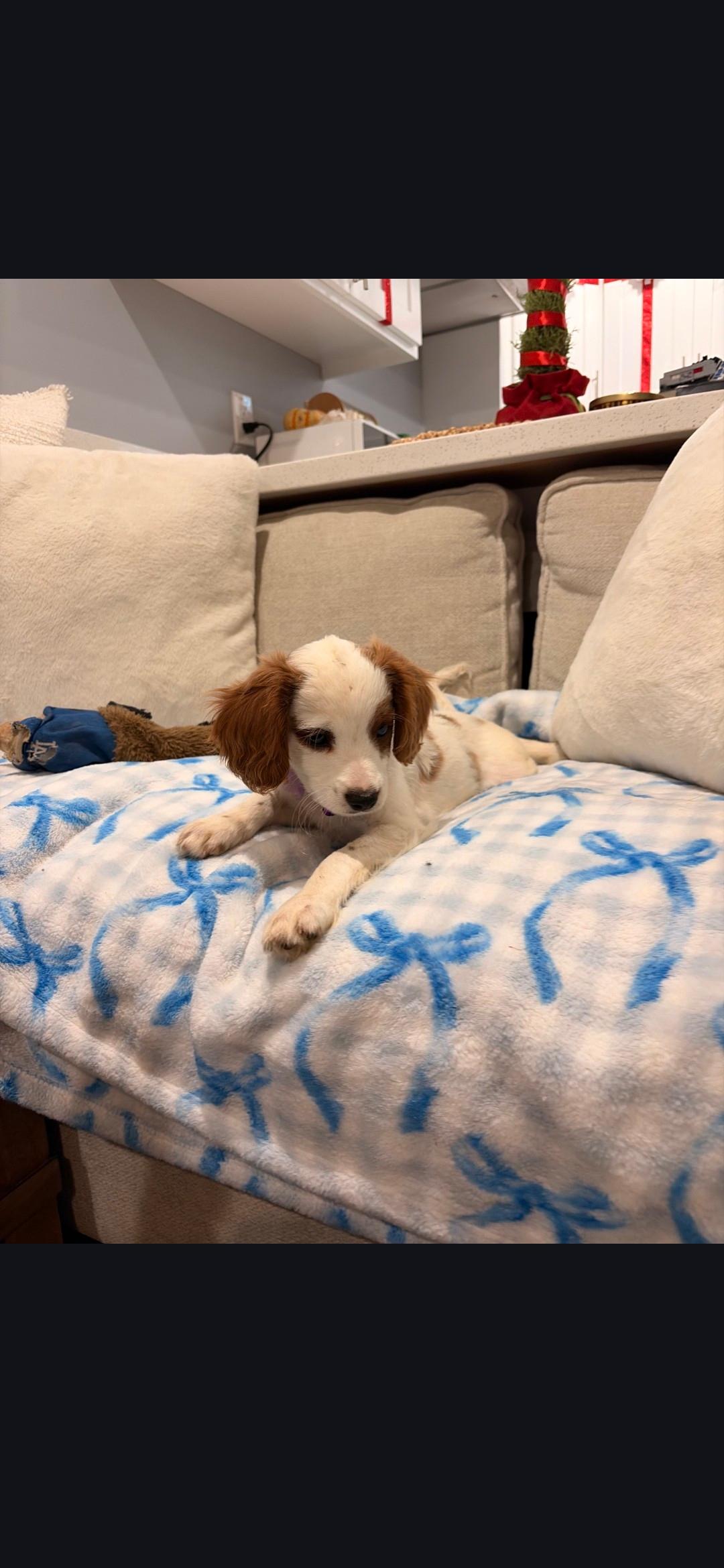 Enlarge Ernie, an adopted Cavapoo in Torrance, CA image 4/4