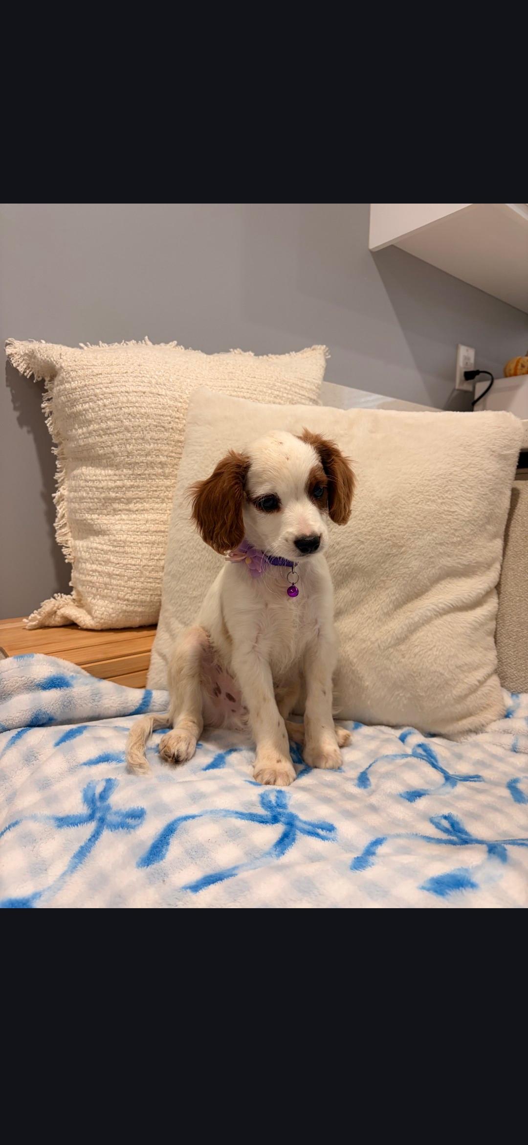 Enlarge Ernie, an adopted Cavapoo in Torrance, CA image 1/4